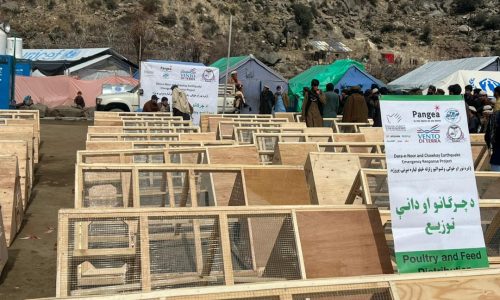 Chicken Coops Distribution Process in Kunar Chawkay district