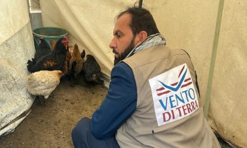 Project DVM Visiting the distributed chicken in Dara Noor Province