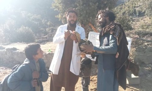 Project DVM treating the chicken of the villager